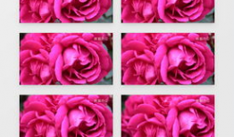 玫瑰视频,探寻浪漫与美好的视觉盛宴