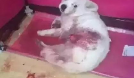 虐狗视频,揭开残忍背后的黑暗面