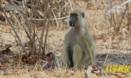 狒狒视频,森林中的欢乐时光